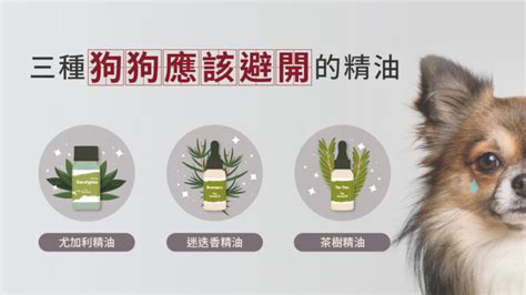 狗狗精油禁忌|请谨慎，这些天然精油对猫咪和狗狗也有伤害！